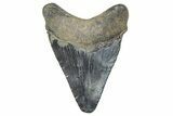 Juvenile Megalodon Tooth - South Carolina #359022-1